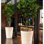 Maceteros y plantas gigantes para decoración de interiores y exteriores
