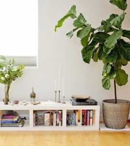 Si estas pensando en dar un toque natural y acogedor a tu casa las plantas son la mejor solución
