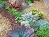 Ideas para tener un hermoso jardín de suculentas