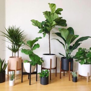 Plantas para interiores