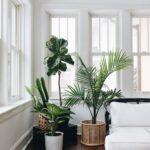 Salas de estar decoradas con plantas